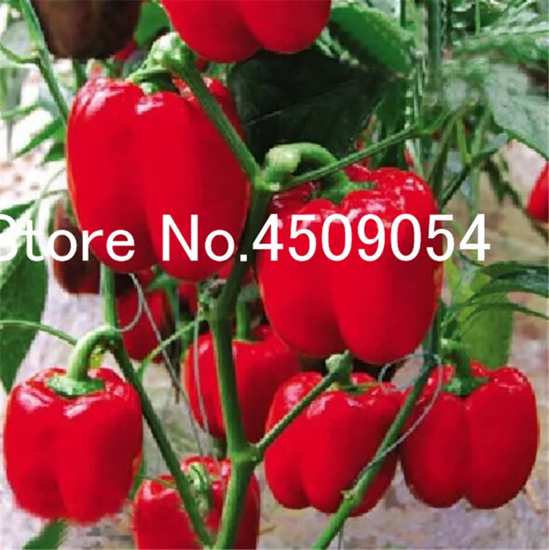 100 pcs Hot Chili Seedsplants Carolina Reaper Organic Bonsai Vegetable Rainbow Bell Ghost Pepper Bonsai Home Garden Easy Grow