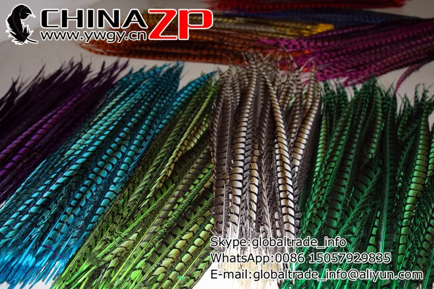 lady amherst pheasant feathers (7)