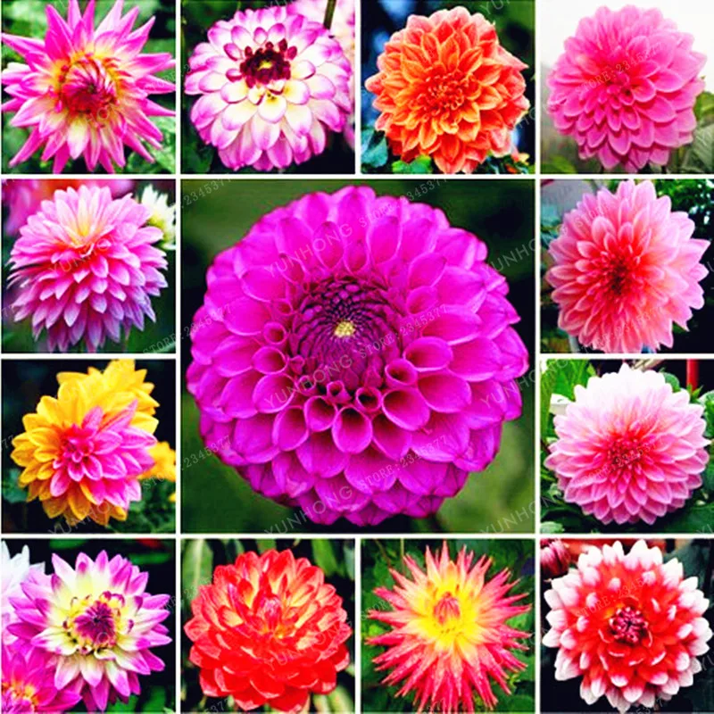 

1 Bulbs Multi-Colored Dahlia Bulbs Beautiful Perennial Dahlia Flower Bulbs Bonsai Plant DIY Home Garden