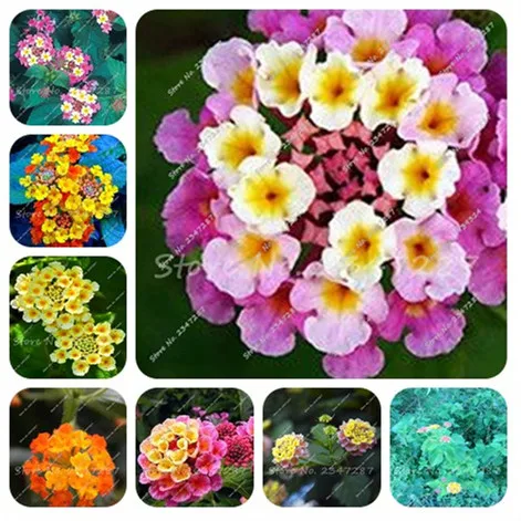 

2018 New! 200 Pcs Bonsai Lantana Flower, Semilla de Flores DIY Houseplants Yard and Patio for Garden Supplies, Easy to Grow