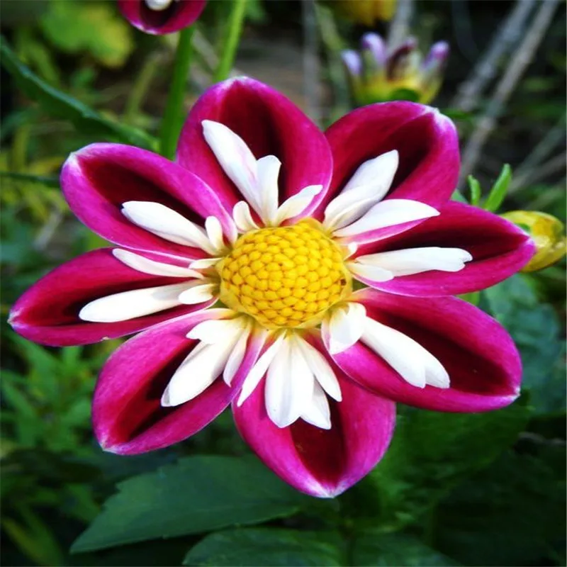 True dahlia bulbs, rare dahlia flower bulbs,bonsai flower bulbs,Symbolizes courage and lucky,home garden plant-2 bulbs