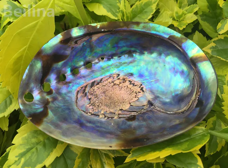 Новая Зеландия синий abalone раковина натуральный ремесло раковины украшение дома Аквариум Ландшафтный Свадебный пейзаж Decoraition 1 лот(2 шт