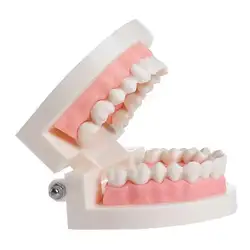 Новый стоматологический исследование преподавание Зубы Модель кариеса зубов Уход образование Стоматолог оборудование