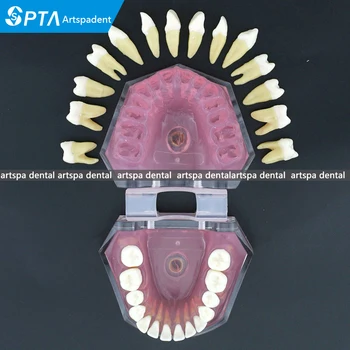 

Dental Soft Gum Standad Typodont Study Model with 28pcs Removable Teeth #7008