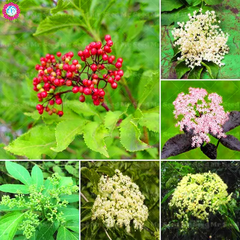 20 шт. Настоящее Elderberry завод Sambucus цветок растительный травяной бонсай многолетний декоративные растения могут выгнать мышь посадки