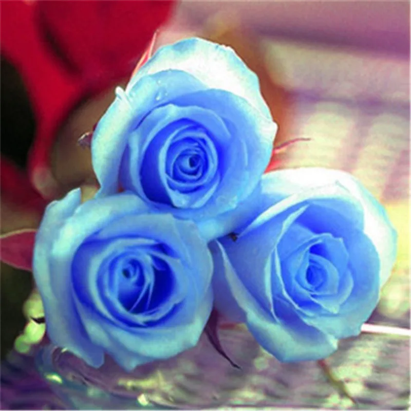 500 Pcs Rose Gardening multi color Bonsai Rosas Living Room Ornamental Plants DIY Home Garden Household Flower Plant For Sale