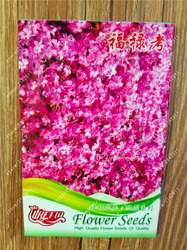 

True phlox Phlox Drummondii Cuspidata Flower phlox flowers potted bonsai plants home garden 100% real factory package