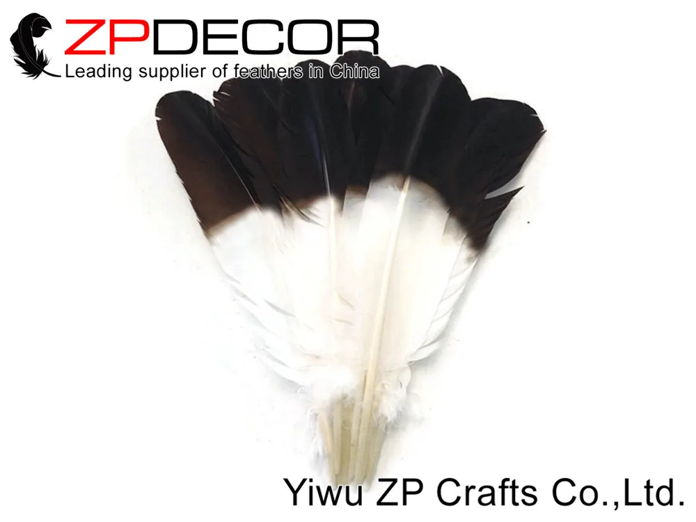Eagle Feathers, 6 Pieces - WHITE Tom Turkey Rounds Eagle Brown Tipped Feathers 2
