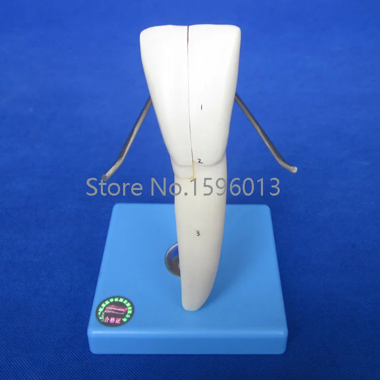 

Lower Incisor model, teeth model,dental model