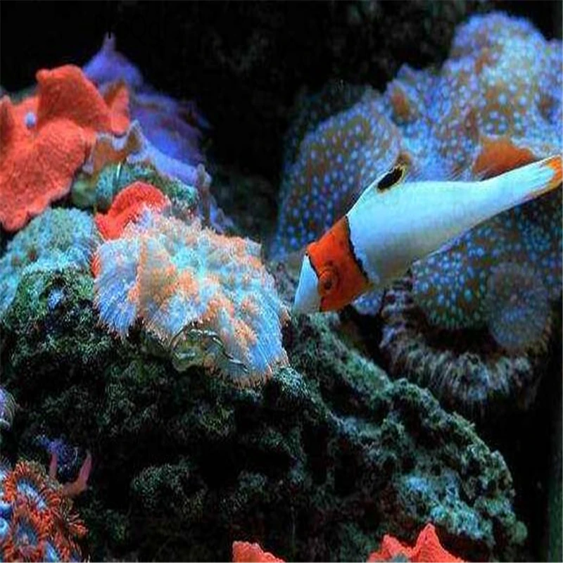 50Pcs A Set Amphiprion pereula Zanclus cornutus