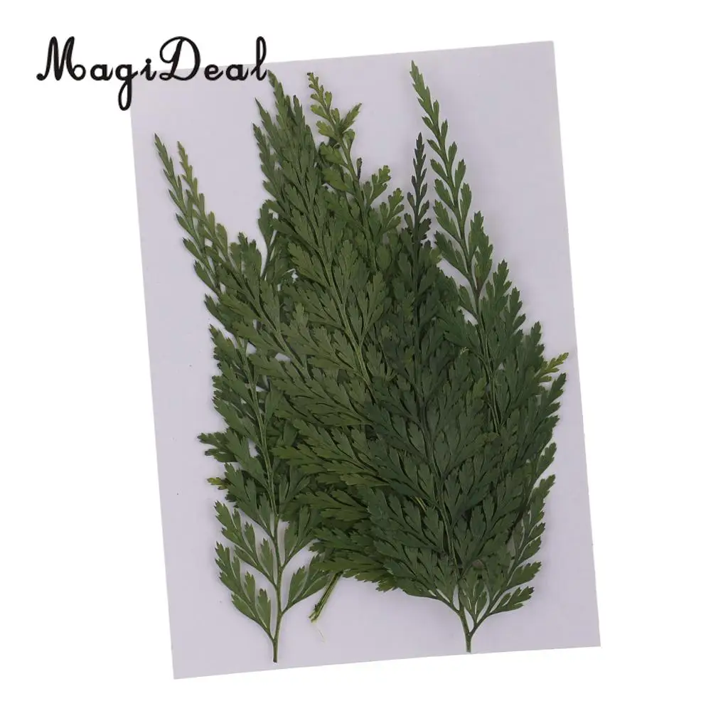 12pcs Real Pressed Fern Leaves Natural Dried Flowers for Art Craft Scrapbooking Card Making Resin Jewelry Craft DIY