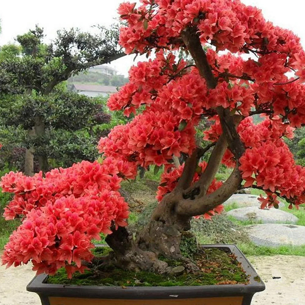 popular rhododendron plants buy cheap rhododendron plants popular rhododendron plants buy cheap rhododendron plants