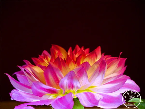 100 шт Разноцветные Георгин Флорес бонсай цветочные растения для дома и сада,# U4R4DS - Цвет: 8