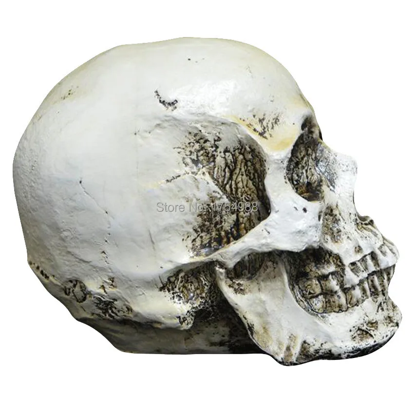 Resin Head Skull (3).jpg