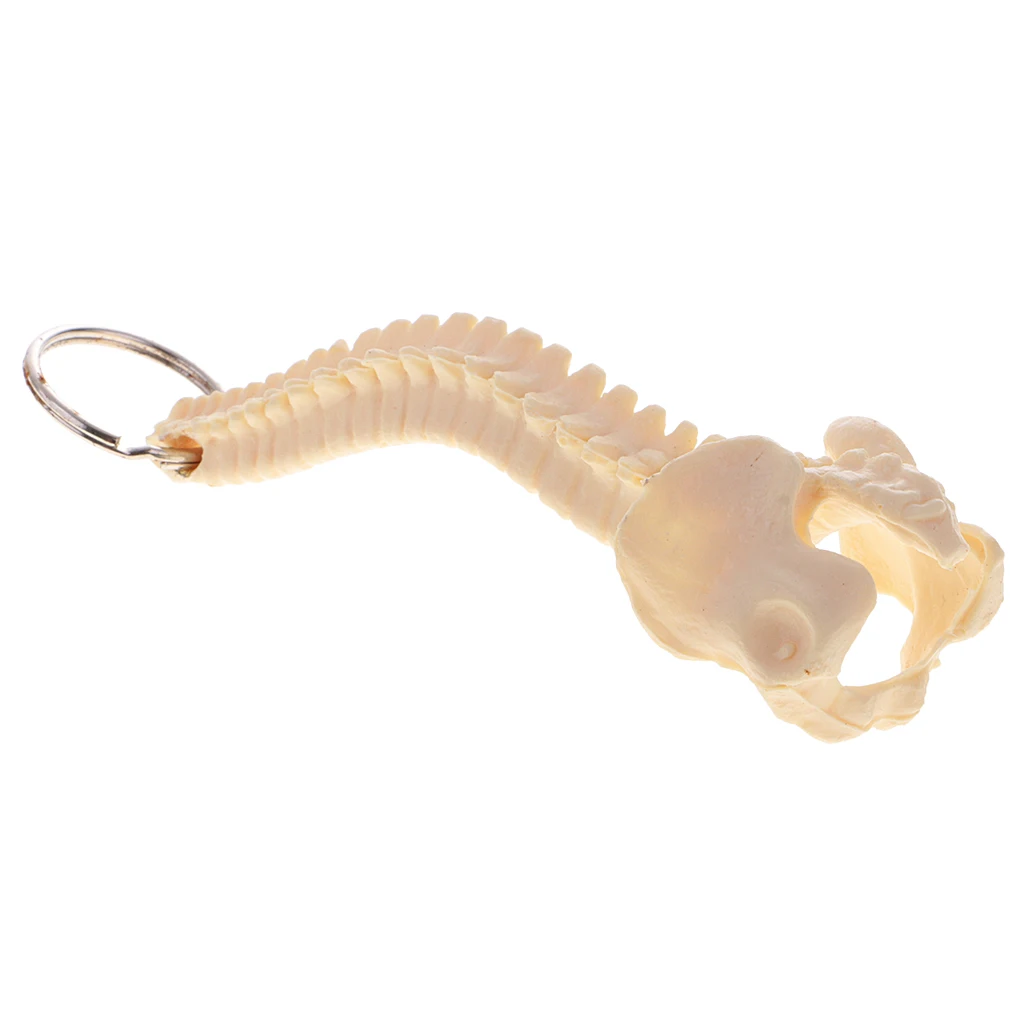 Miniature Human Spine Skeleton Model Keychain School Learning Tool