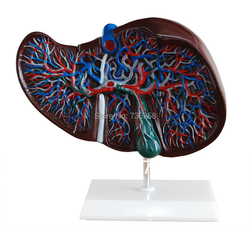

Liver Model ,The Liver Anatomical Model