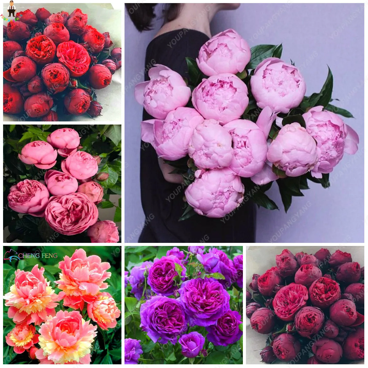 

20pcs Bonsai Rare Chinese Peony Planting Greenery Flowers Outdoor Terrace Courtyard Paeonia Flower for Home Garden Decoration