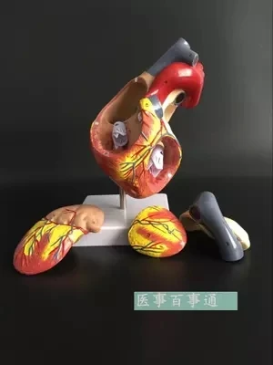 

2.5 times human Visceral anatomy model Heart anatomical model free shipping