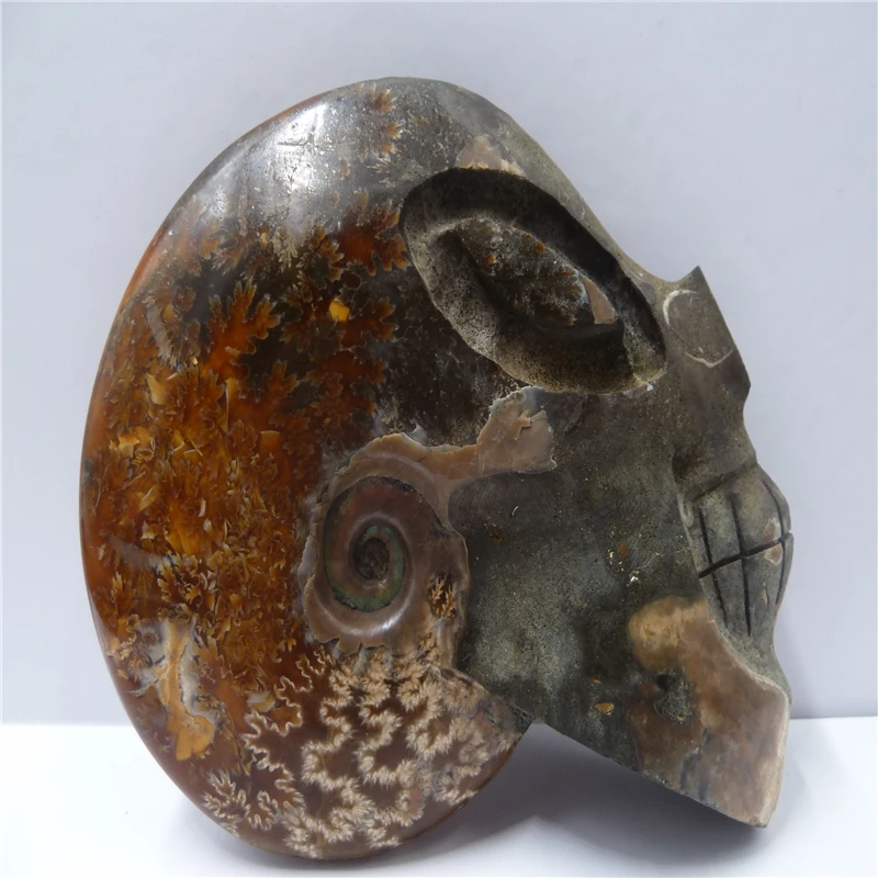 

NATURAL Conch fossil Crystal carved skull HEALING T420