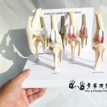 Собака колено полная модель скелета этапы костного остеоартрита демониции Mdoel