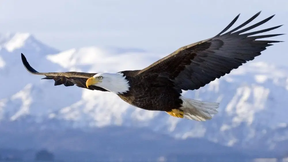 Popular Bald Eagle Flying-Buy Cheap Bald Eagle Flying lots from China