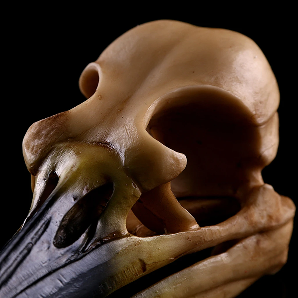 Resin Oystercatcher Skull Replica Skeleton Figurine Collection Decor Yellow