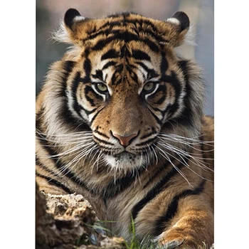 

New Arrive Needlework Diy Tiger Diamond Painting Pasted Painting Square Drill Embroidery Rhinestones Fashion Diamant Painting A