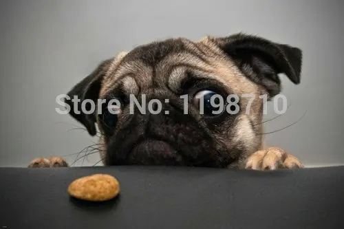 Pug poster HILARIOUS LOOKING AT snack sad eyes ADORABLE face art print 20X30 &quotWall Sticker Free Shipping | Дом и сад