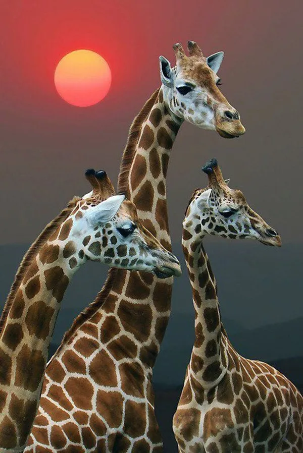 3D Diamond embroidery animal diamond cross stitch crystal Full Drill Rhinestone unfinish decorative Diy painting giraffe | Дом и сад