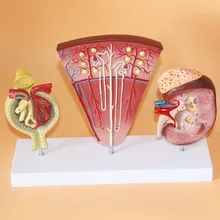 

kidney Urinary System Anatomical structure Medical teaching model free shipping