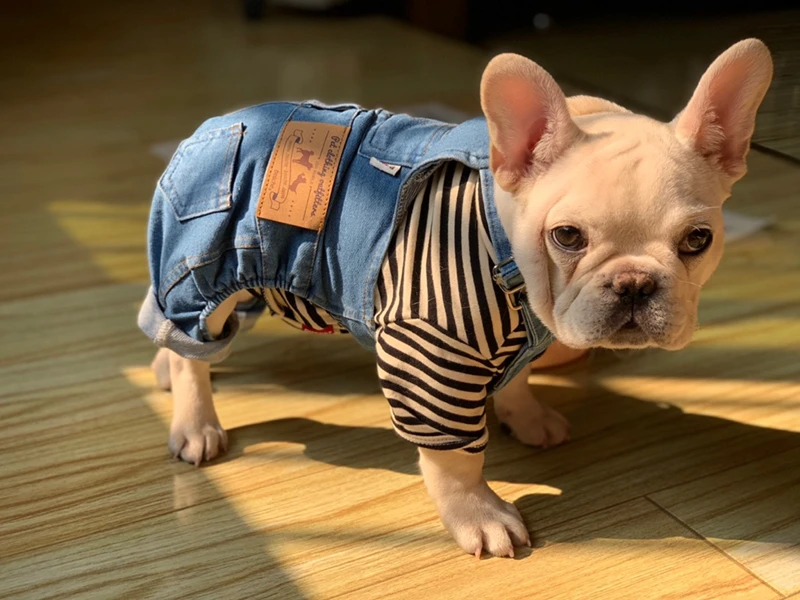 [MPK Dog denim Комбинезоны] джинсовые комбинезоны для собак, джинсы для собак подходят для французских бульдогов, джинсы для собак Мопсов