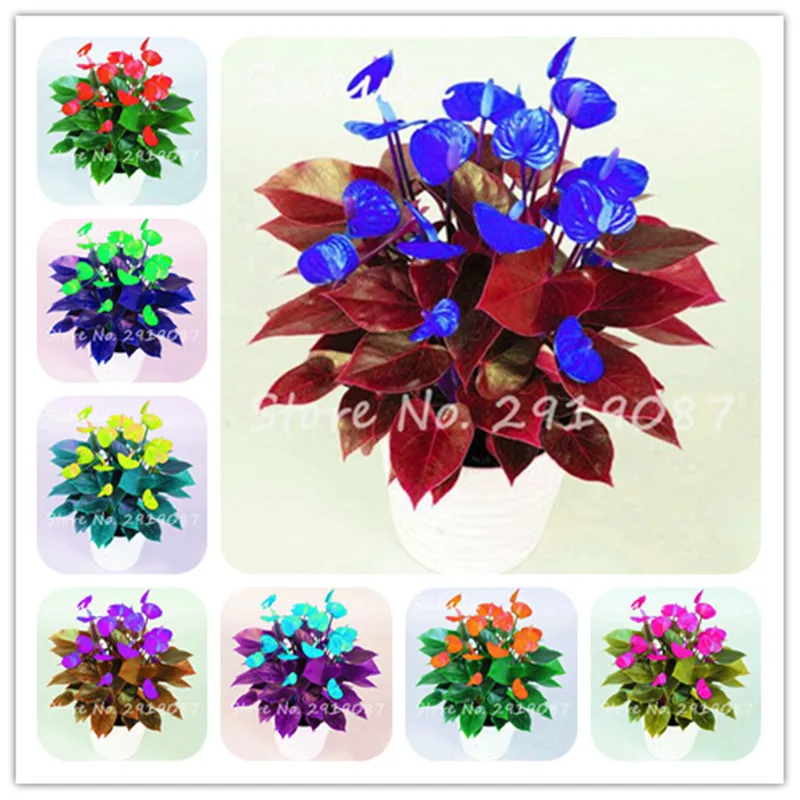 

Big Sale! 100Pcs Rare Color Anthurium Bonsai Indoor Plant Bonsai Flower Tree Plant DIY Balcony Flower Pots For The Garden Home