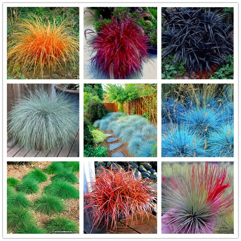 Овсяница Сизая Купить Семена