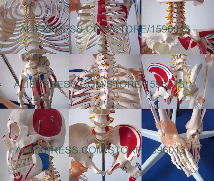 101A skeleton 3