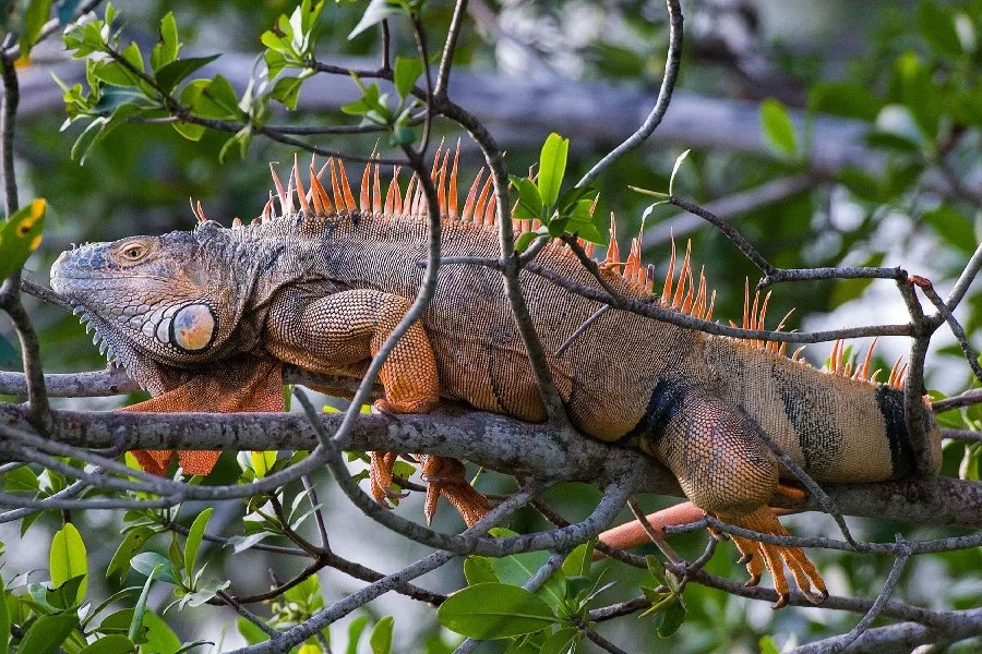 Jenis Shell Iguana Kadal Kadal Besar Bergaris Ekor Reptil Hewan