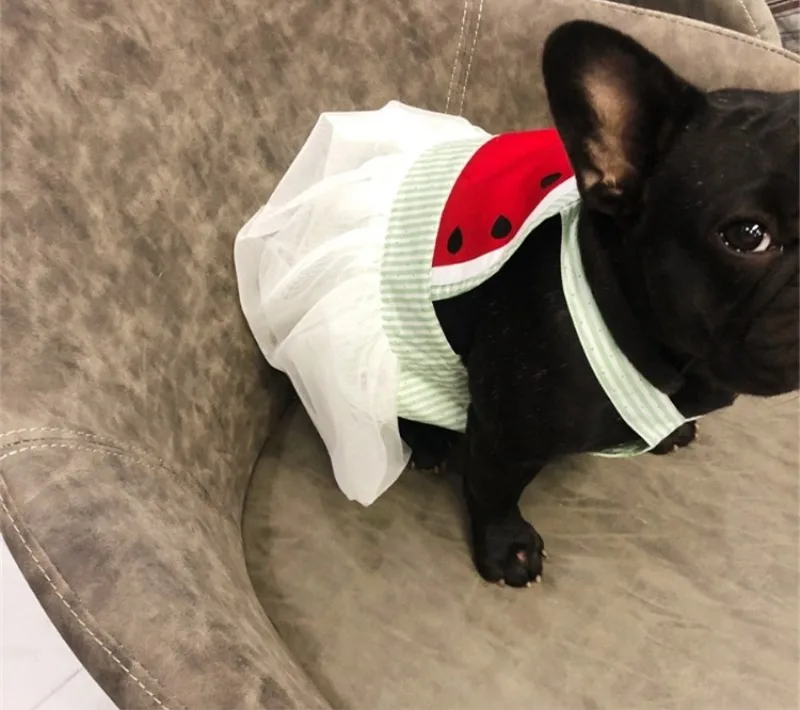 summer dresses for French bulldog pugs (9)