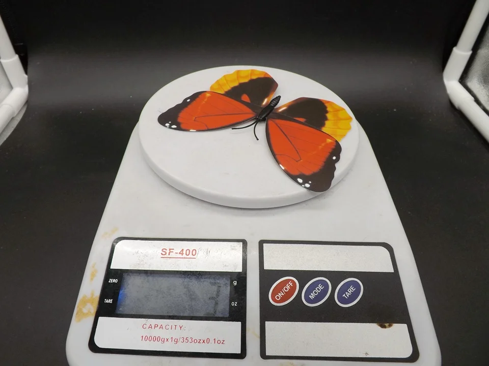 I227-Butterfly (14)