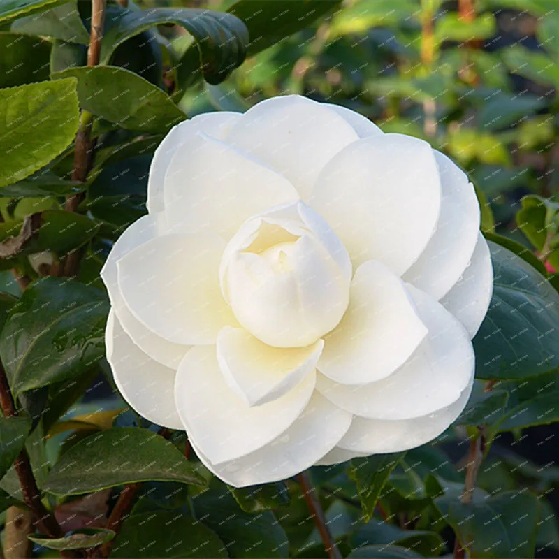 2018 New Arrival 100% Real Common Camellia bulbs Garden Potted Flowers Bonsai Plant 2 particle / pack Indoor&Outdoor plants 2018 New Arrival 100% Real Common Camellia bulbs Garden Potted Flowers Bonsai Plant 2 particle / pack Indoor&Outdoor plants