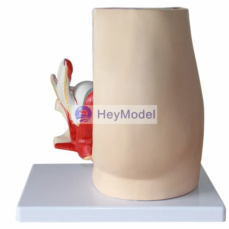 HeyModel Женская Тазовая средняя сагиттальная модель с секциями мужской