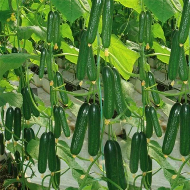 50 pz cetriolo rare organico frutta verdura decorazione del giardino può commest 50 pz cetriolo rare organico frutta verdura decorazione del giardino può commest