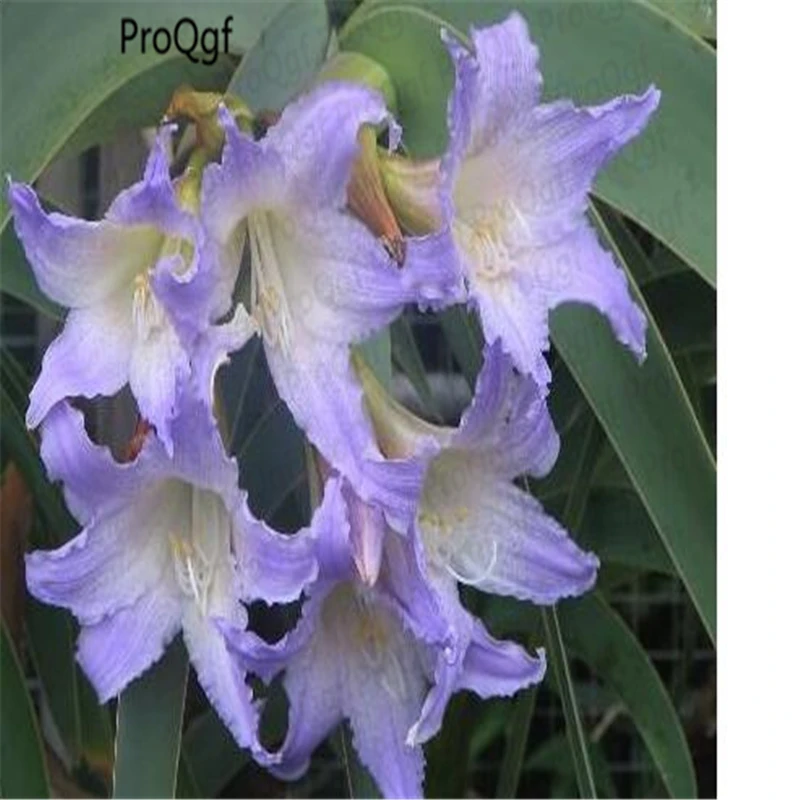 

2Pcs Worsleya Procera