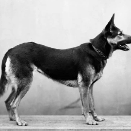 Side profile of a German Shepherd Poster Print (24 x 36)