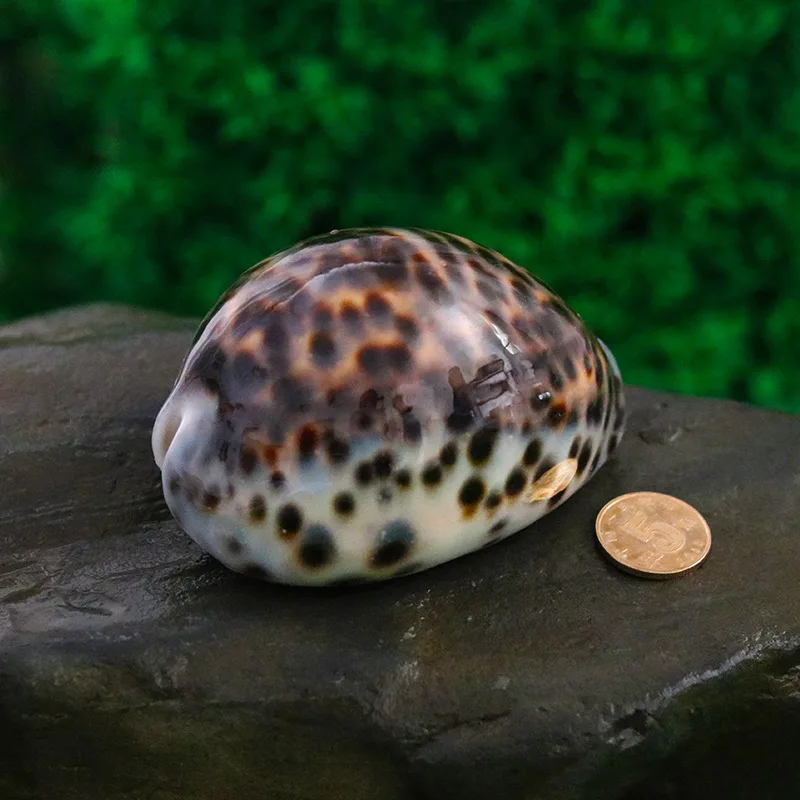 Черная морская улитка натуральная раковина карта тигра Золотое сокровище