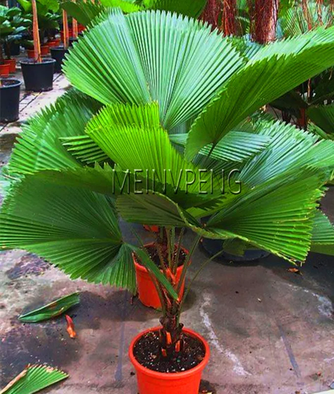 2018!10pcs Chinese Fan Palm Bonsai Ornamental Plant Chinensis Evergreen