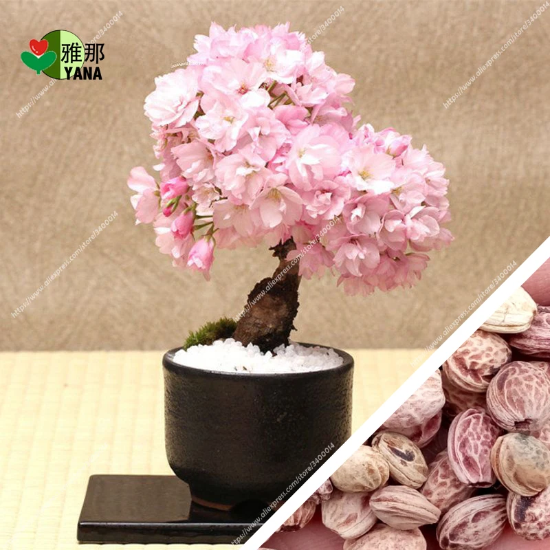 

japanese sakura rare Japanese Pink flowers in indoor plant bonsai tree potted plant 10pcs/bag