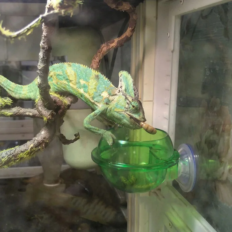 

Reptile Lizard Food Container Plastic Lizard Bowl Reptile Worm Feeder Sucker Water Drinking Feeders Small Pet Feeding Supplies