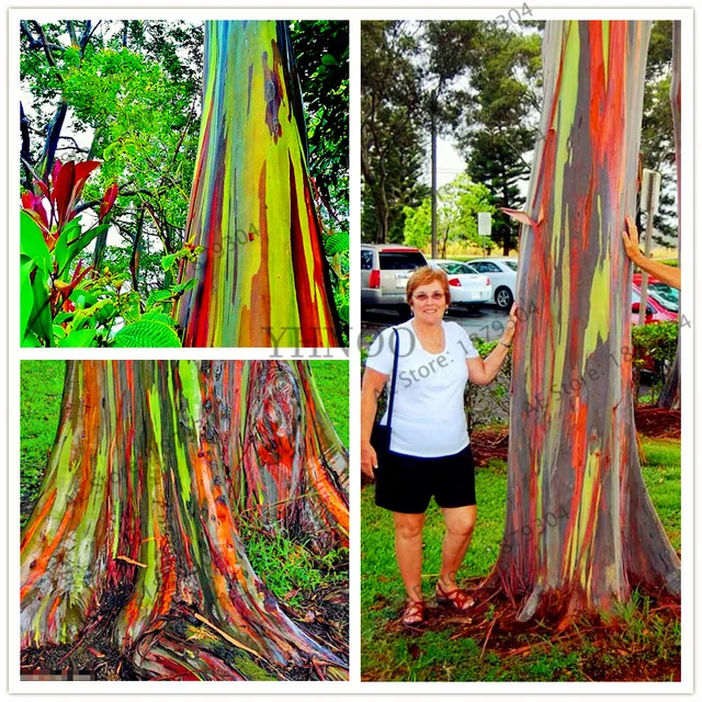 Free Shipping 100pcs Bag Rare Rainbow Eucalyptus Seeds Bonsai Tree Free Shipping 100pcs Bag Rare Rainbow Eucalyptus Seeds Bonsai Tree Potted Courtyard