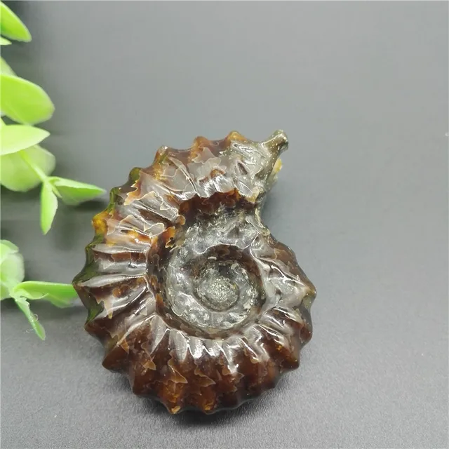 Best Offers AAA+ "goat Horn" Fossil Screw Natural Polished Jade Crystal Stone Rock Gemstone Specimen Mineral Gem For Christmas Gift
