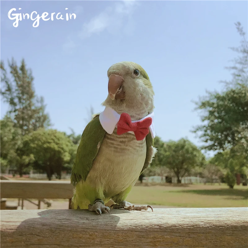 Gingerain одежда с птицами попугай маленький галстук оригинальный ручной работы на