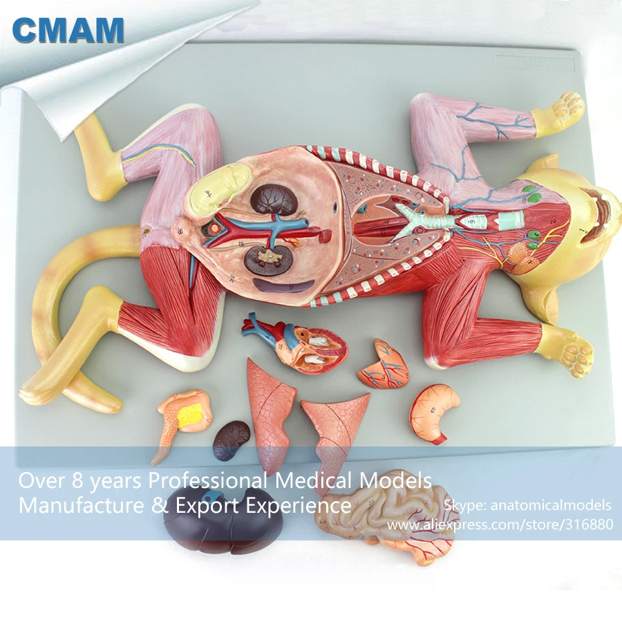 12010 CMAM A29 Pet Cat Organ Anatomy Model , Animal Anatomical Models
